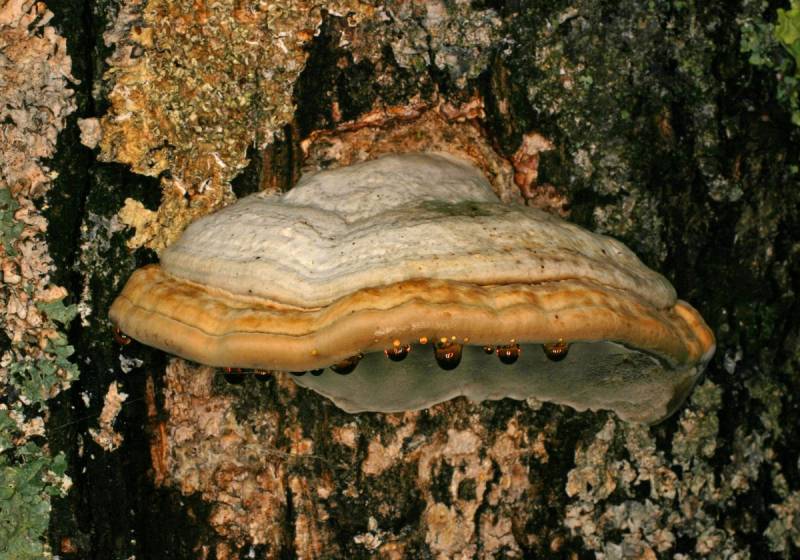 Fomes fomentarius