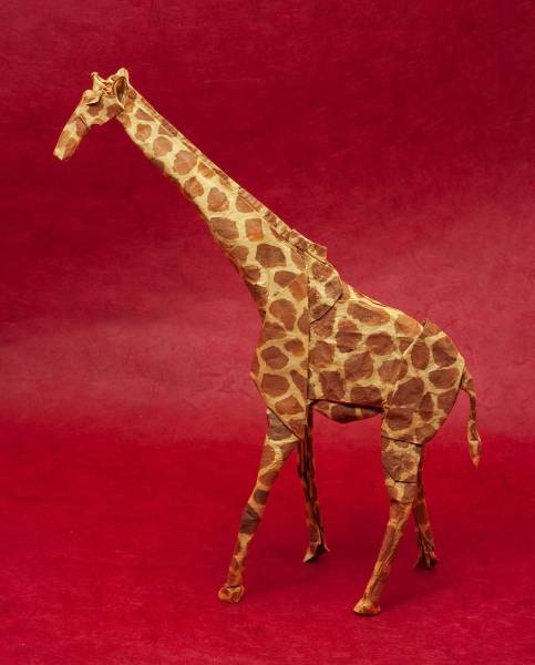 Giraffe Shuki Kato