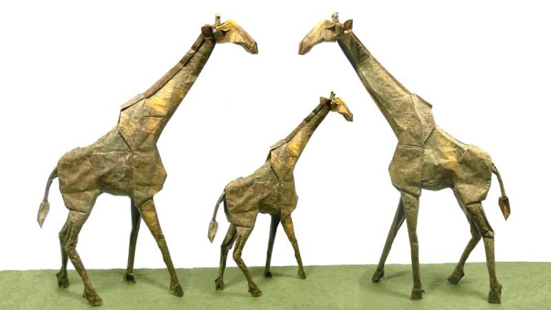 Giraffe Shuki Kato